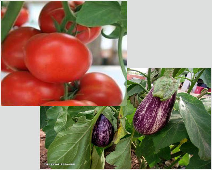 Tomates y Berenjenas